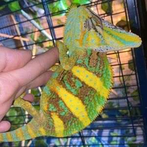 Meet your Posher, Isis